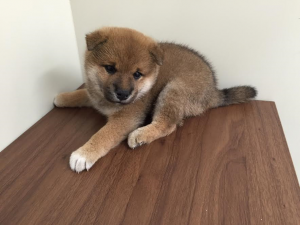 柴犬　