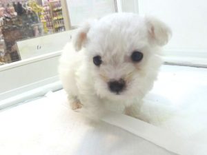 ビションフリーゼ　