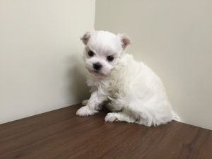 マルチーズ