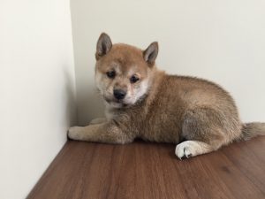 柴犬