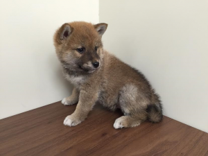 柴犬