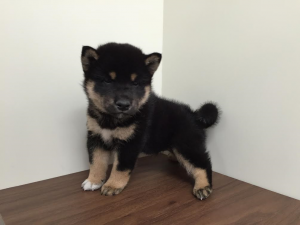 柴犬　