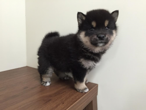 柴犬　