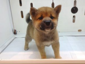 柴犬