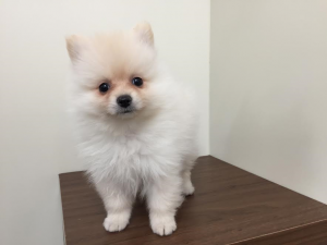 ポメラニアン　