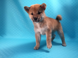 柴犬　