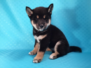 柴犬　