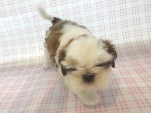 ⑭シーズー￥７7000