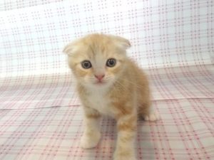 ⑩スコティッシュフォールド
