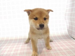 柴犬