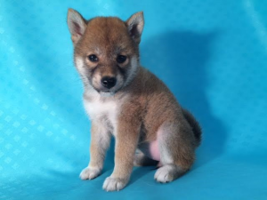 柴犬　
