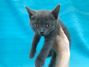 ブリティッシュショートヘア