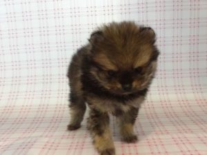 ⑦ポメラニアン　