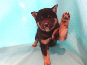 柴犬