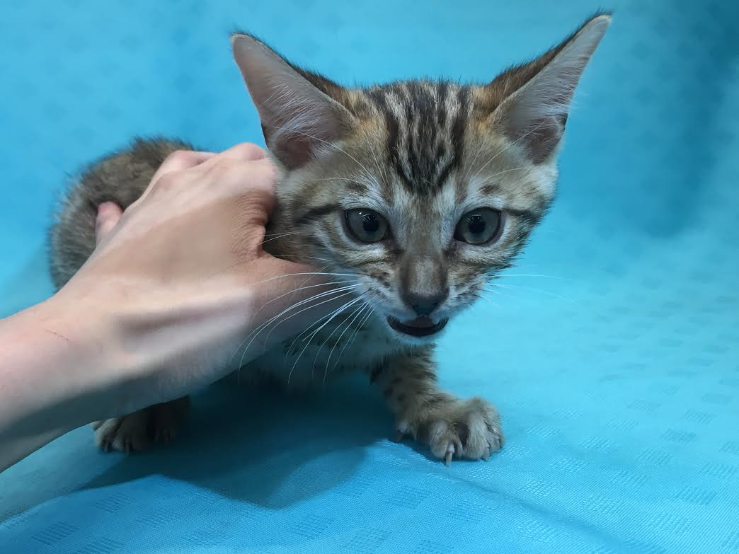 ベンガル