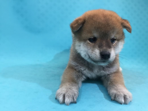 柴犬