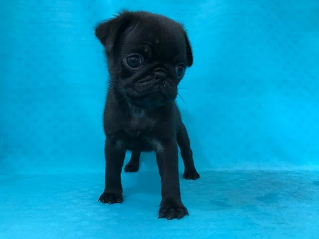 パグ 動画あり