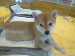 柴犬　