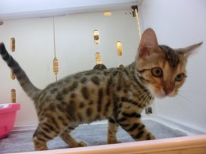 ベンガル　