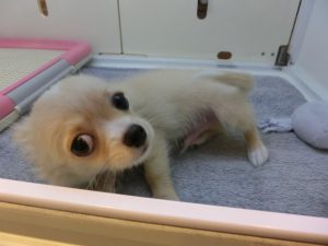 チワワ　