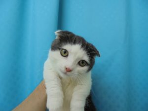 マンチカン（短足）　