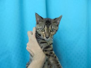 ベンガル　