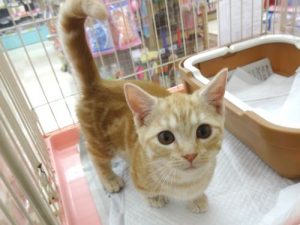 マンチカン（短足）　