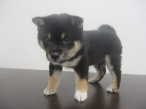柴犬　