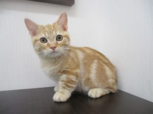 マンチカン(短足)
