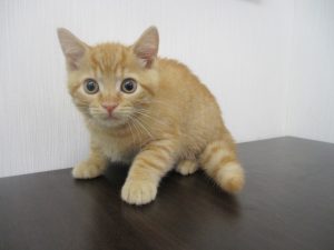 マンチカン(足長)