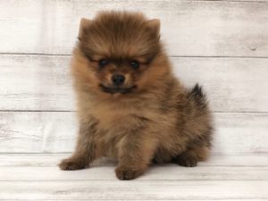 ①ポメラニアンalt=