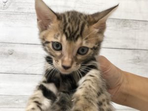 ベンガル　