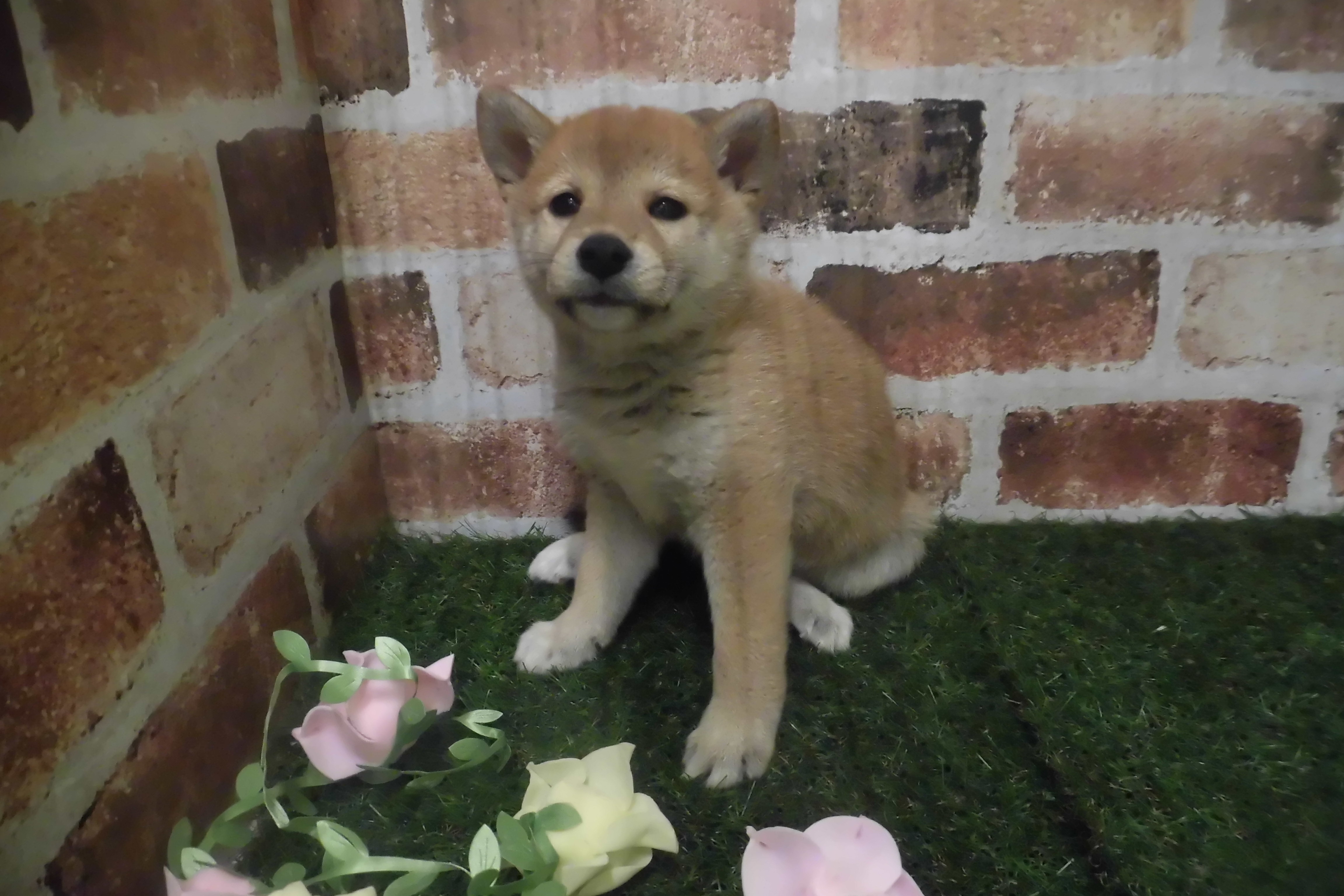 ㉘柴犬