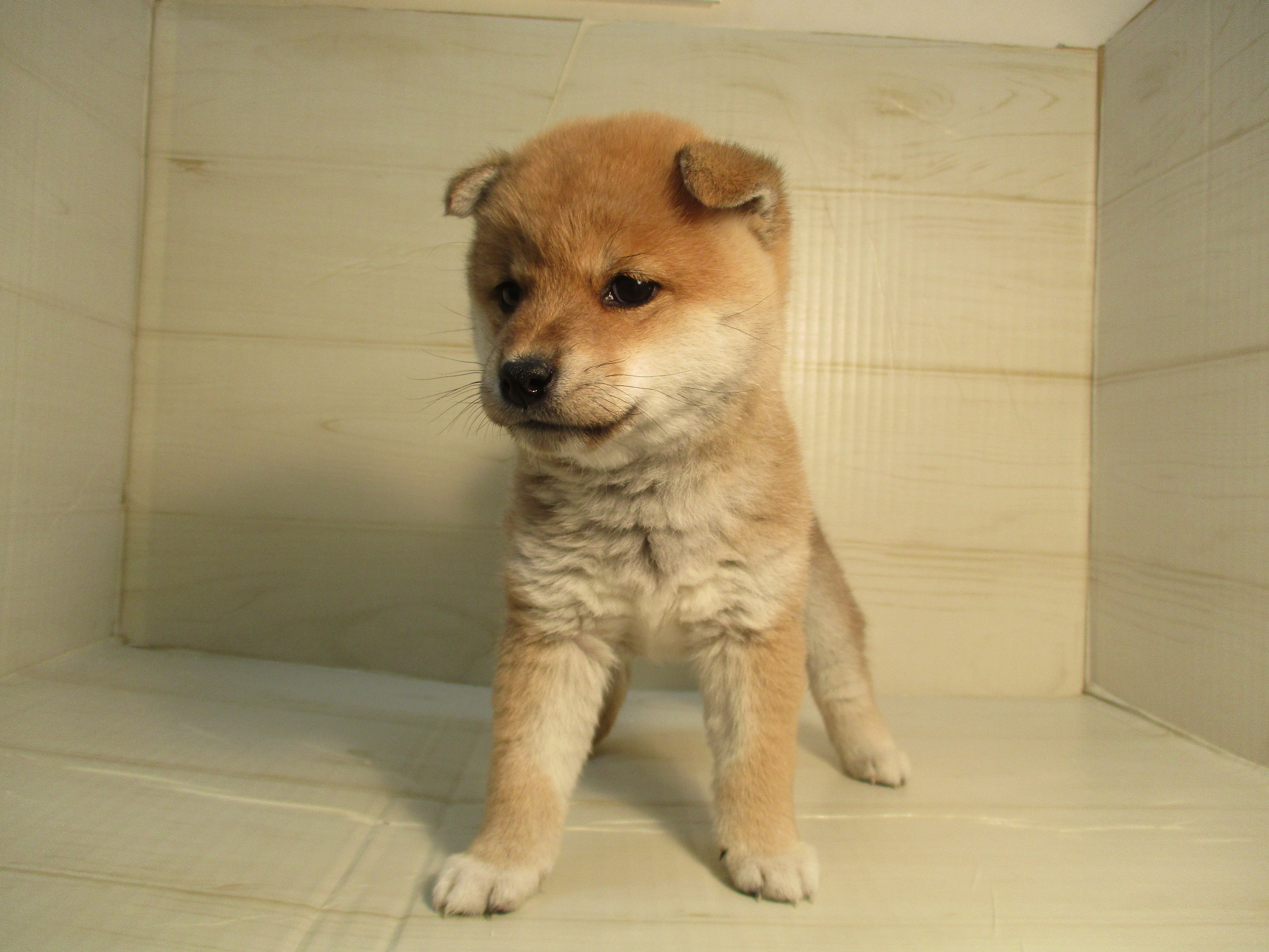 ㉘柴犬