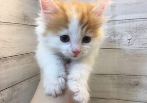 ⑨ノルウェージャンフォレストキャット