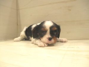 ①キャバリアキングチャールズスパニエル　