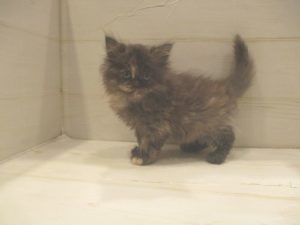 エキゾチックロングヘア―　