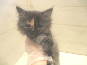 ⑨エキゾチックロングヘア―　