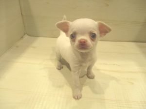 ②チワワ（スムース）　