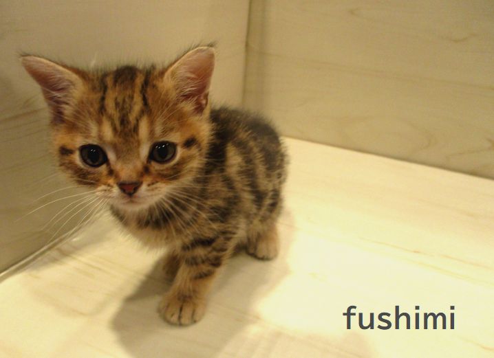 飼い主様お写真