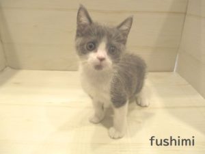 ブリティッシュショートヘアー　