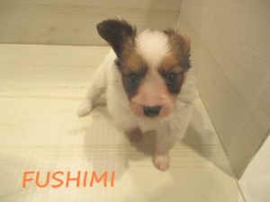 パピヨン　