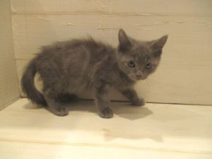ブリティッシュショートヘアー　