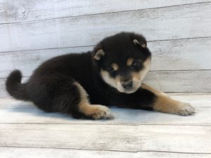 柴犬