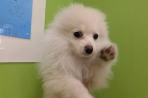 ⑬ポメラニアン　