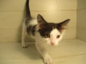 ⑯ノルウェージャンフォレストキャット　