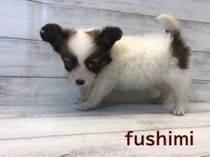 パピヨン