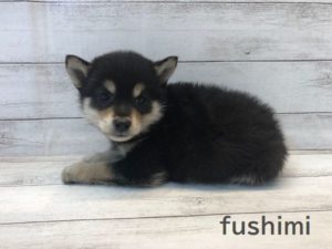 柴犬