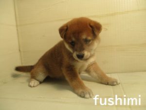 柴犬　