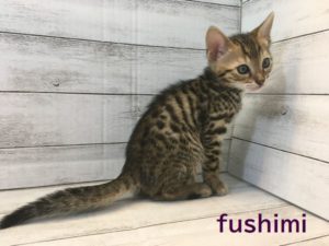 ベンガル